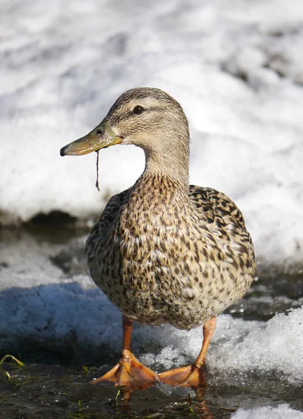 Pato en el río en invierno — Foto de Stock