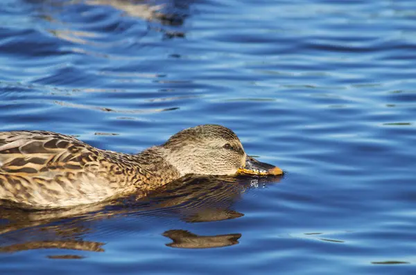 Eend op het meer — Stockfoto