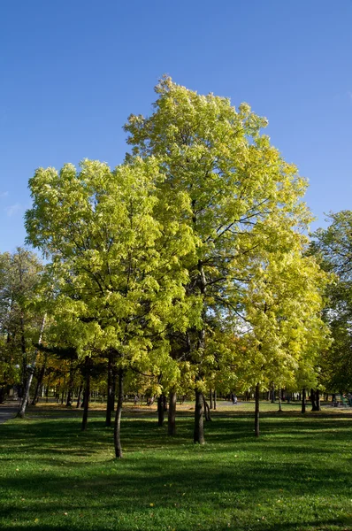 Parque en el otoño — Foto de Stock