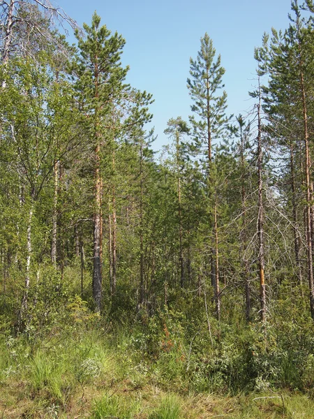 Foresta — Foto Stock