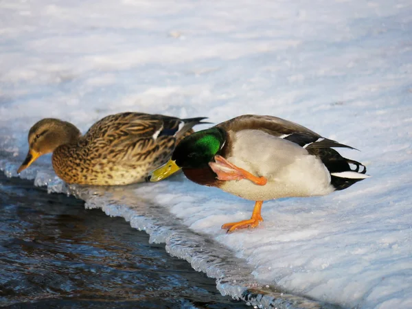 Eend op de rivier in de winter — Stockfoto