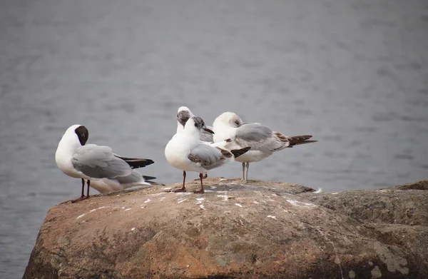 Racek rudohlavý (Larus ridibundus) — Stock fotografie