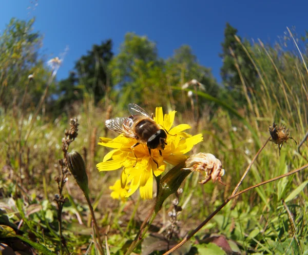 Μύγα hoverfly σε ένα λουλούδι — Φωτογραφία Αρχείου