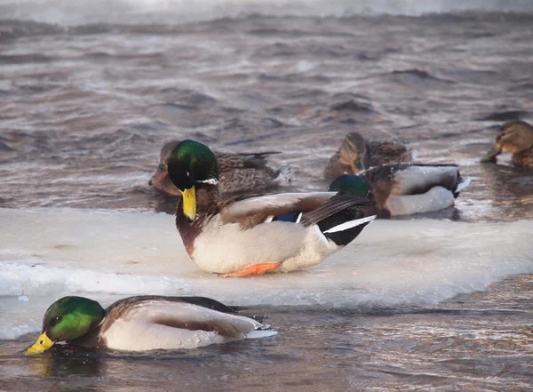 Enten im Winter auf dem Fluss — Stockfoto