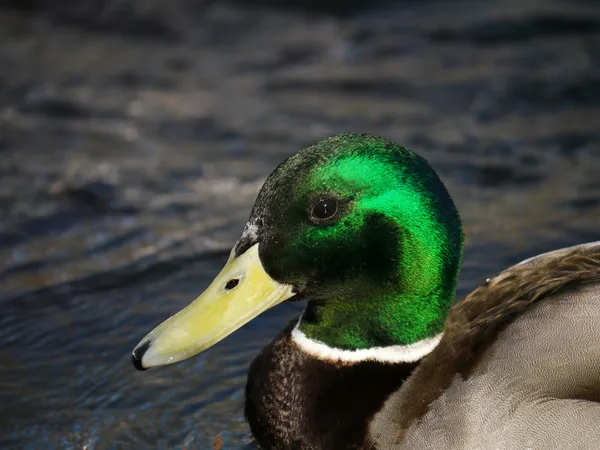 Anka på floden på vintern — Stockfoto