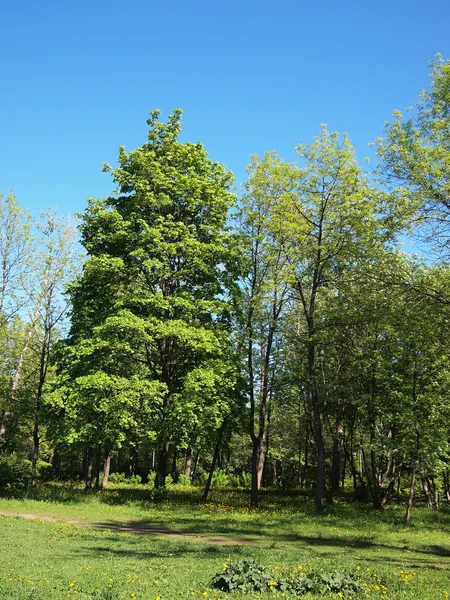 Parc d'été, arbres — Photo