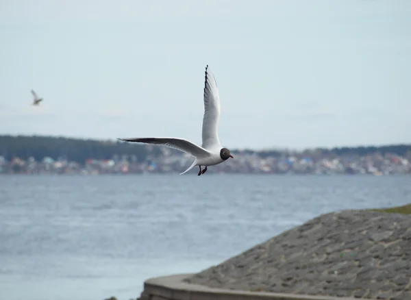 La gaviota —  Fotos de Stock