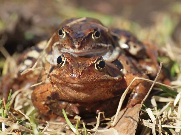 Ranas — Foto de Stock