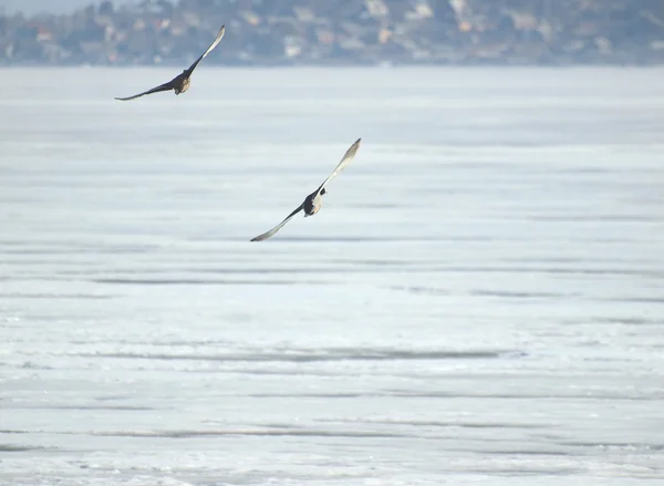 Birds above lake — Stock Photo, Image