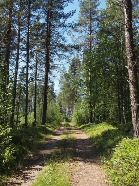 Forest road — Stockfoto