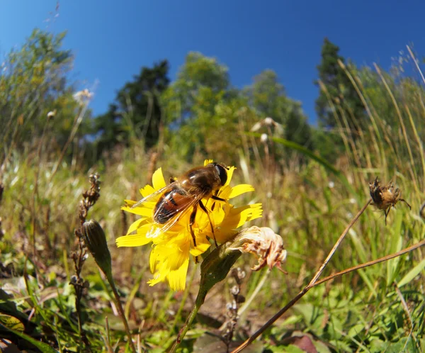 Μύγα hoverfly σε ένα λουλούδι — Φωτογραφία Αρχείου