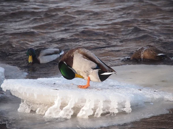 Утки на реке зимой — стоковое фото