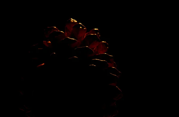 pine cone on the black background