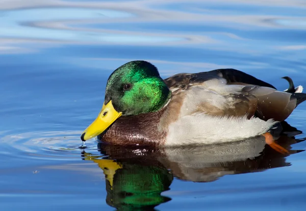 Ankor på sjön — Stockfoto