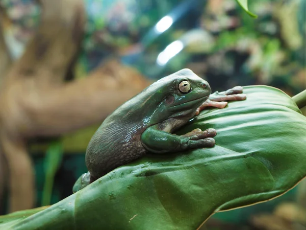 White's Dumpy Tree Frog on a branch — Stock Photo, Image