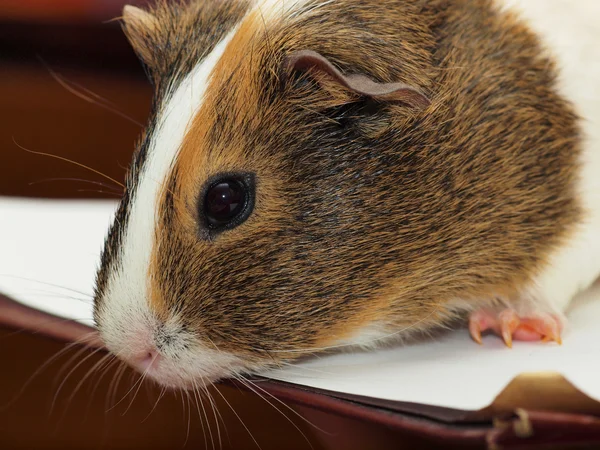 Cerdo de Guinea — Foto de Stock