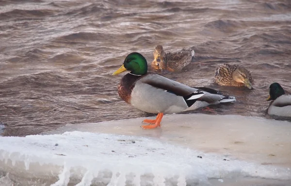 Eenden op de rivier in de winter — Stockfoto