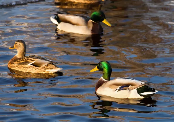 Duck on the lake — Stock Photo, Image