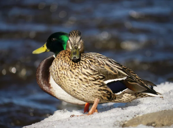 Pato en el río en invierno — Foto de Stock