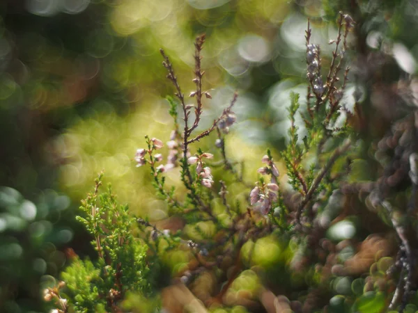 Vřes — Stock fotografie