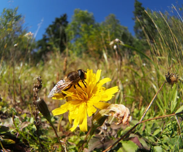 Μύγα hoverfly σε ένα λουλούδι — Φωτογραφία Αρχείου