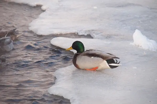 Wilde eenden op de rivier in de bittere kou — Stockfoto