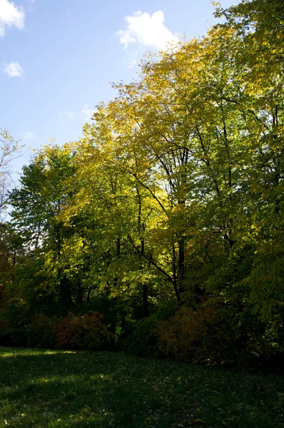 가을의 공원 — 스톡 사진