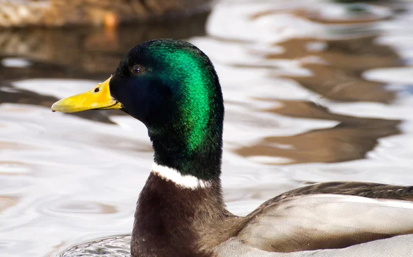 Anatra sul lago — Foto Stock