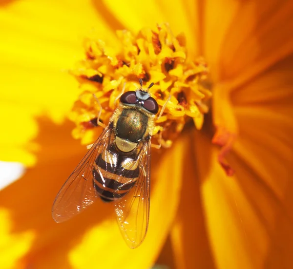 上一朵花飞 hoverfly — 图库照片