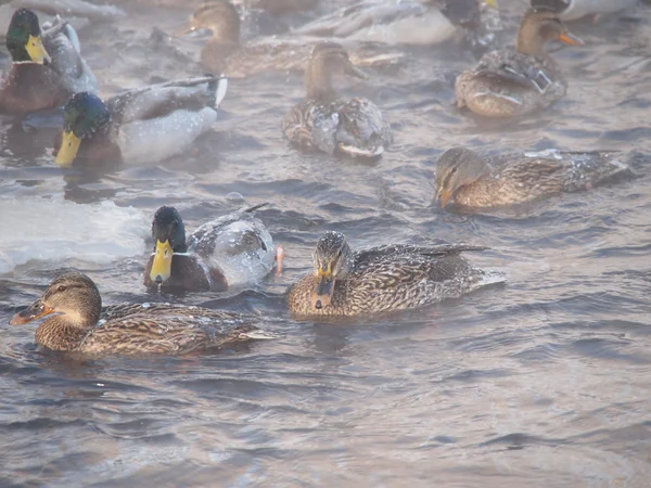 Dzikie kaczki na rzece w mróz — Zdjęcie stockowe