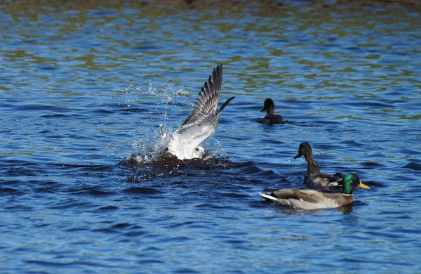 Gaivota e patos — Fotografia de Stock