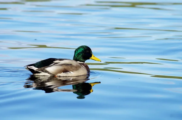 Eend op het meer — Stockfoto