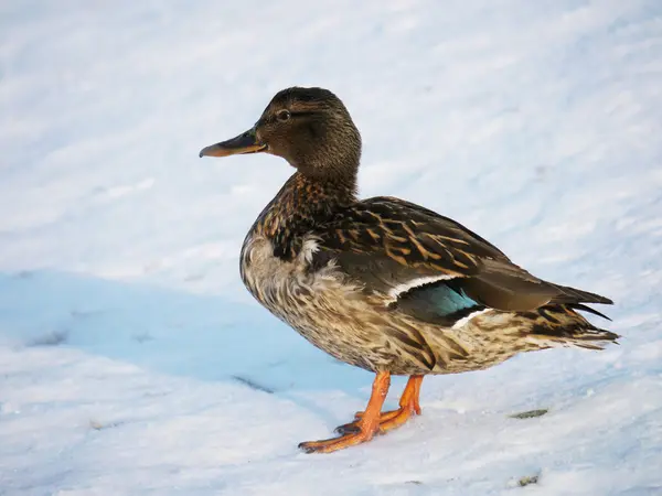 Anka på floden på vintern — Stockfoto