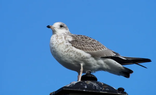 Möwe auf Laterne — Stockfoto