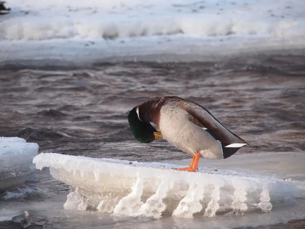 Ducks on the river in winter — Stock Photo, Image