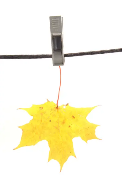 Feuilles sur une pince à linge — Photo