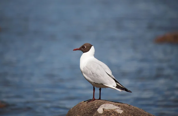 Schwarzkopfmöwe (Larus ridibundus)) — Stockfoto