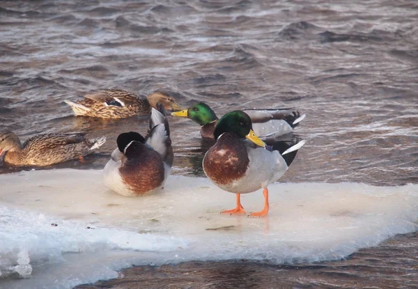 Eenden op de rivier in de winter — Stockfoto