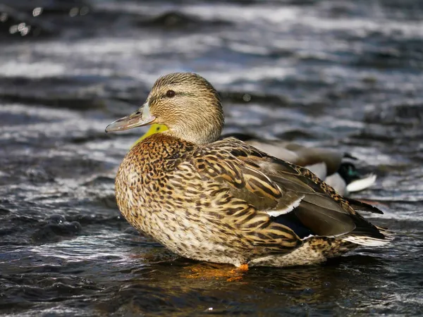 Ente im Winter auf dem Fluss — Stockfoto