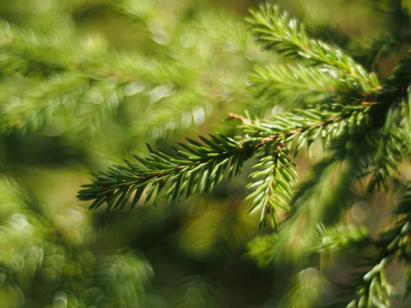 Spruce twigs — Stock Photo, Image