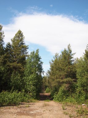 orman yolu
