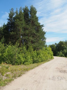 orman yolu