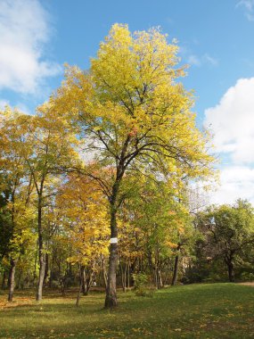 Park