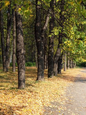 Park