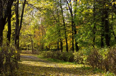 Sonbaharda park et.