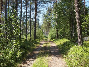 orman yolu