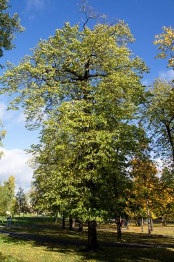 Sonbaharda park et.