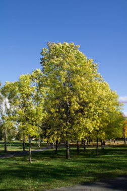 Sonbaharda park et.