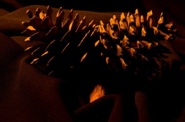 çam kozalağı siyah arka plan üzerine