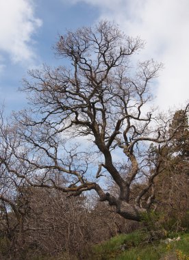 ağaç, gökyüzü ve kaya